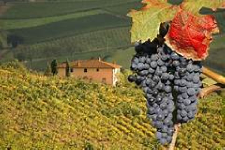 OMGD Insightful overview of the wines of Italy